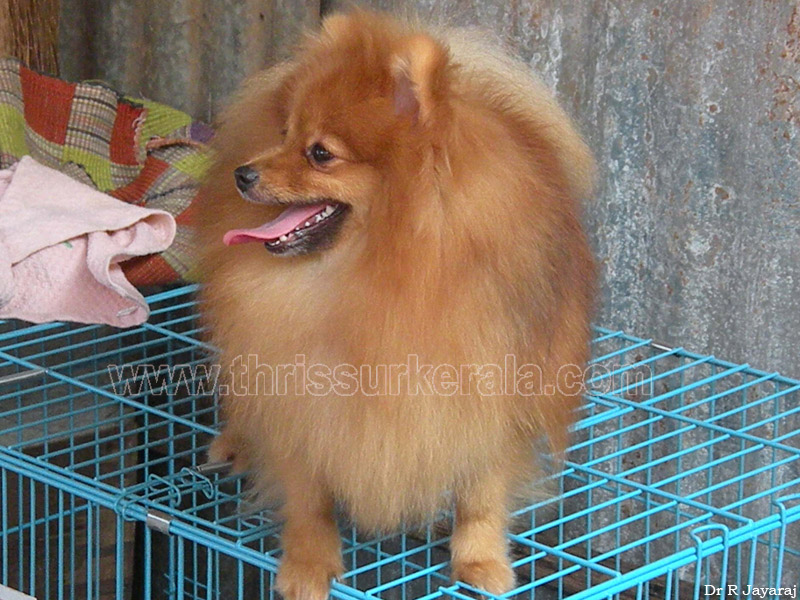 Mannuthy-Thrissur-Dog-Show-2011 (27)
